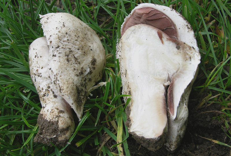 Agaricus da determinare.